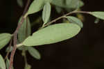 Pine barren frostweed